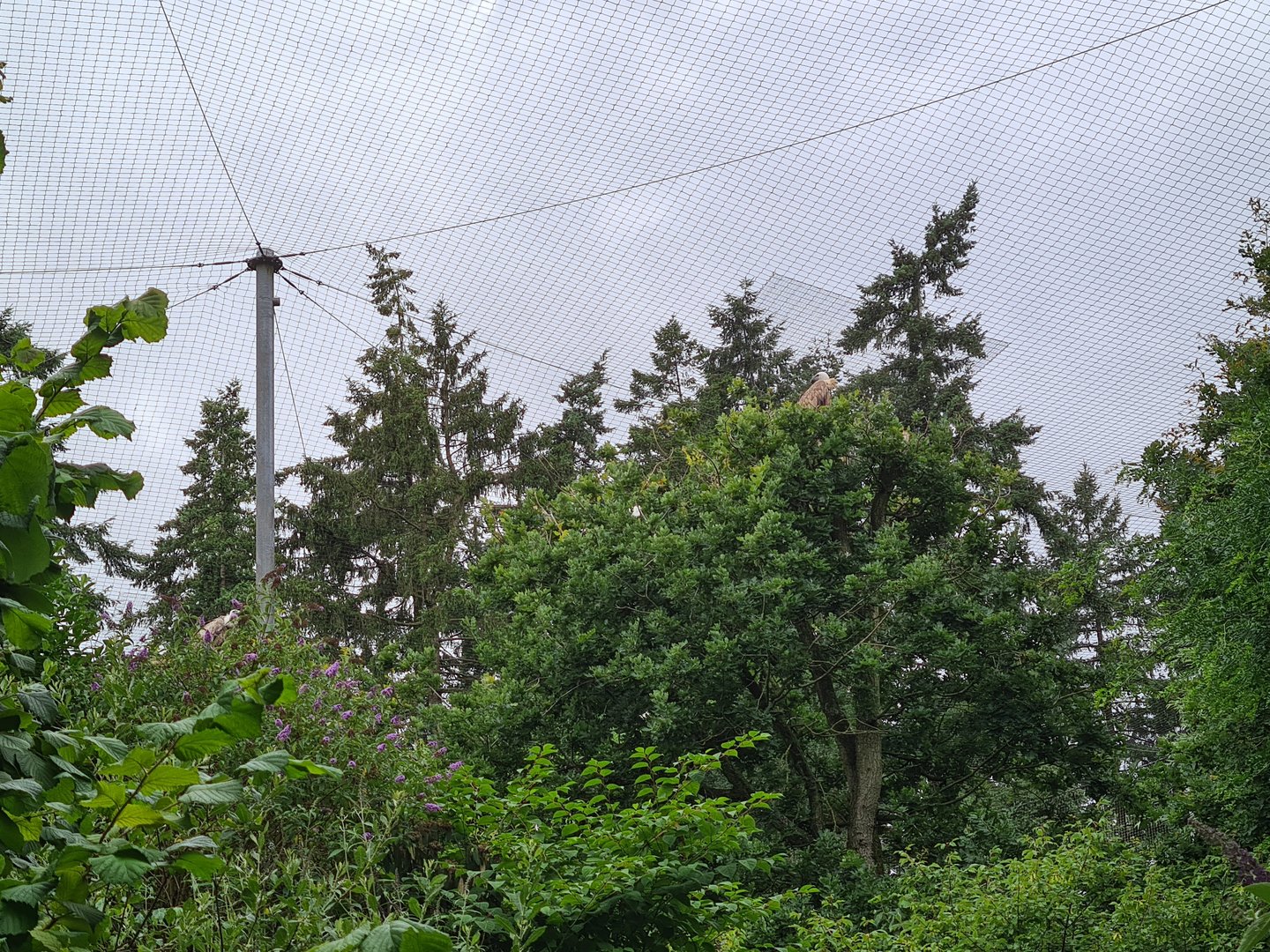 Griffon vultures in Realm of beaks aviary