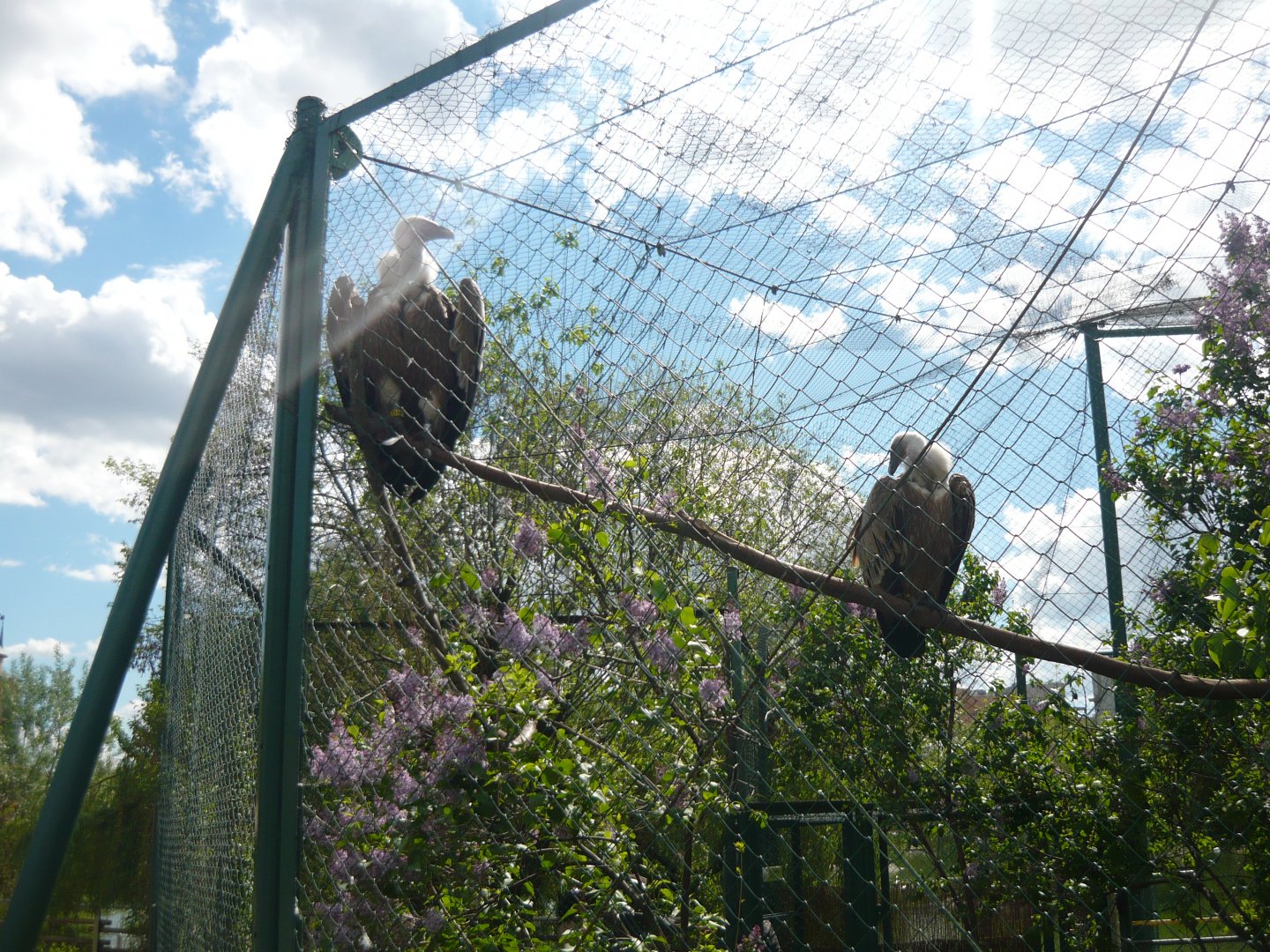 Griffon vultures