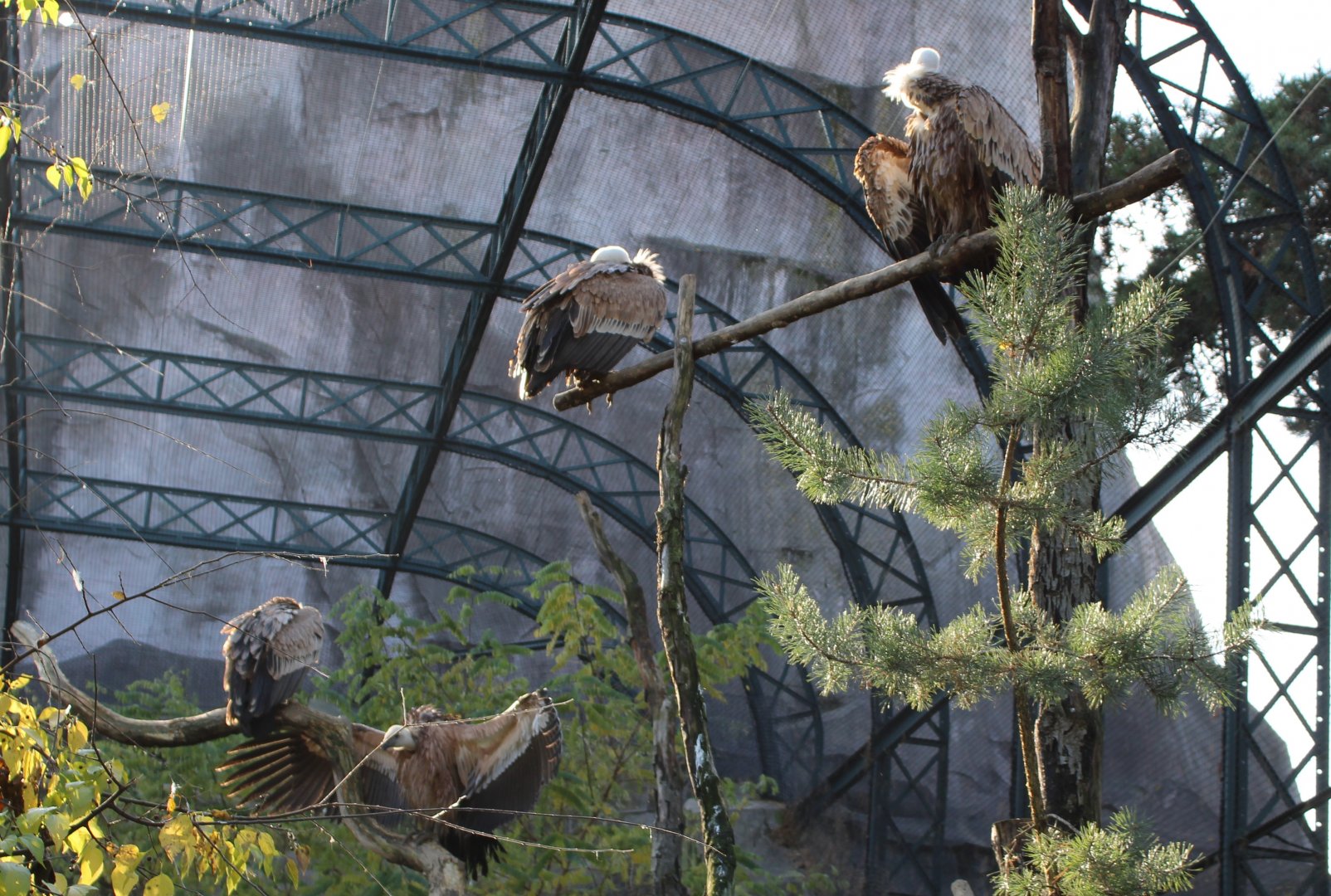 Griffon vultures