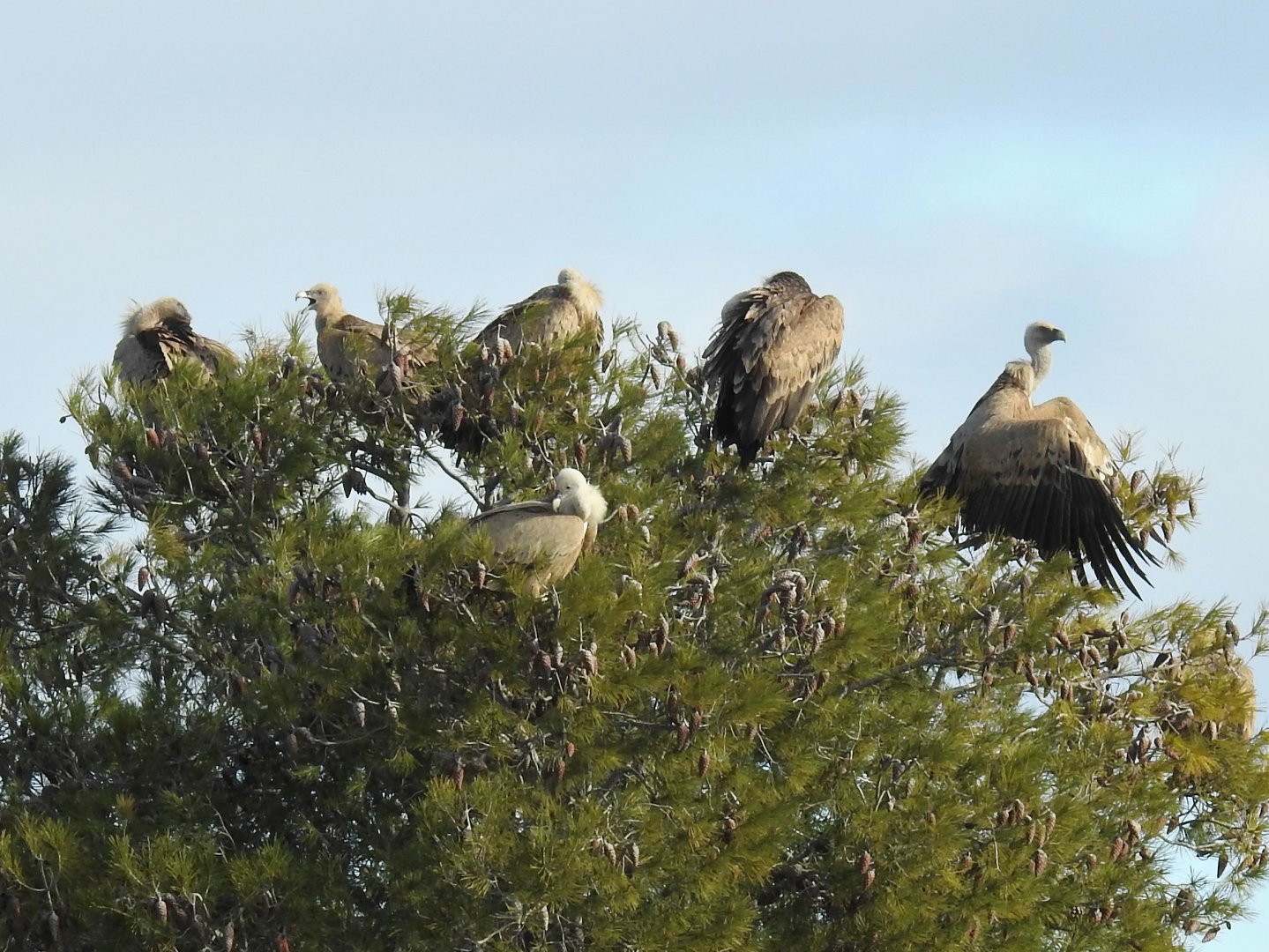 Griffon Vultures