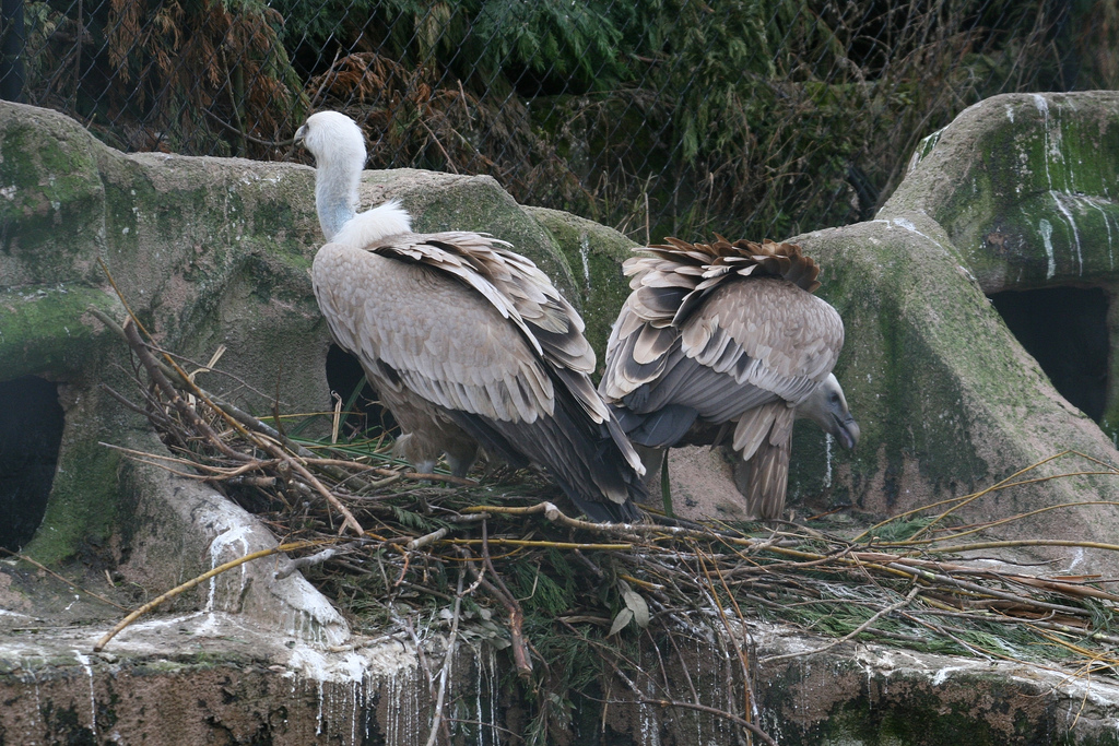 Griffon Vultures