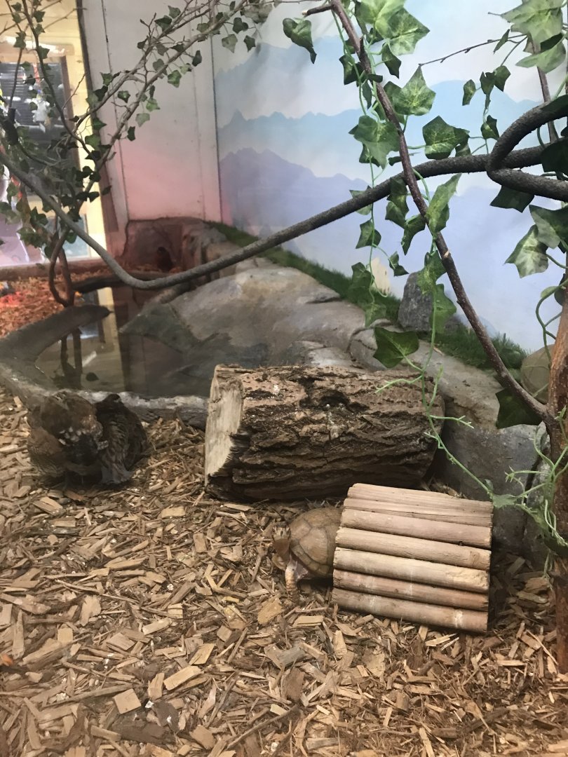 Griggs learning Center- American robin/northern bobwhite quail/common box turtle exhibit