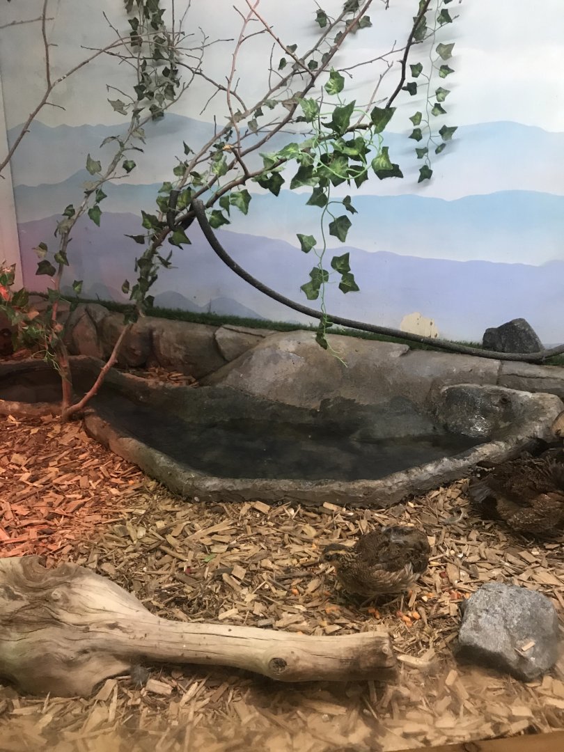 Griggs learning Center American robin/northern bobwhite quail/common box turtle exhibit