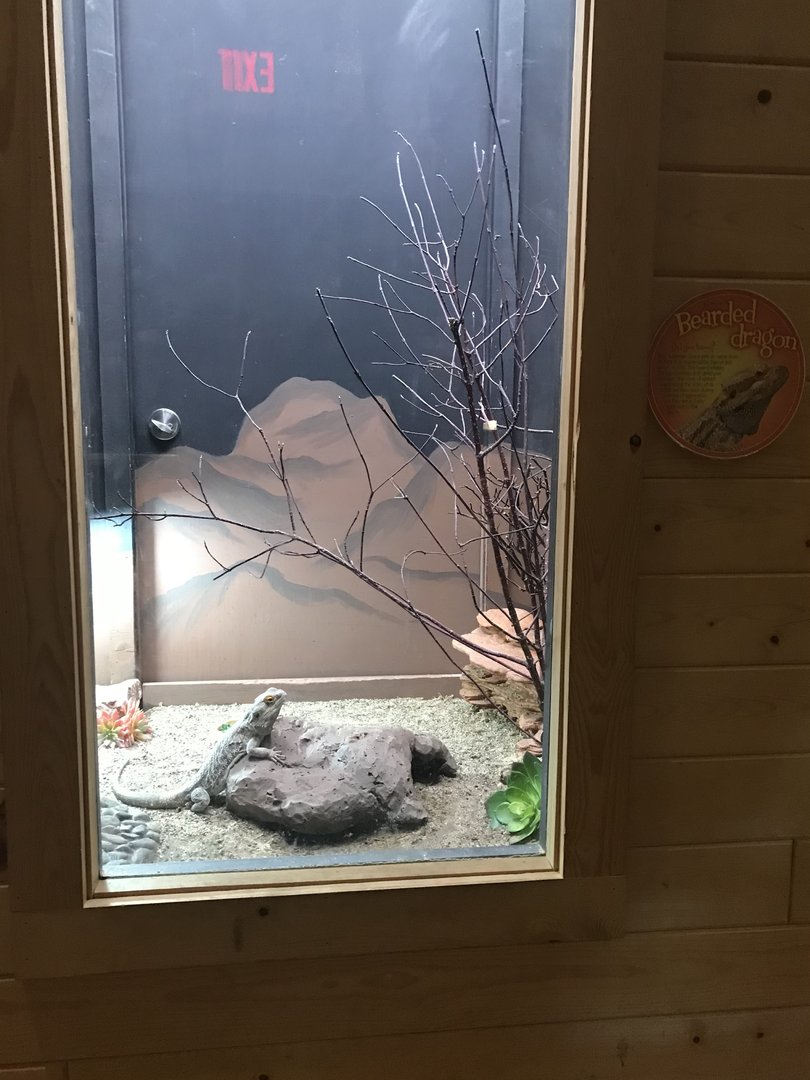 Griggs Learning Center - Bearded Dragon Exhibit