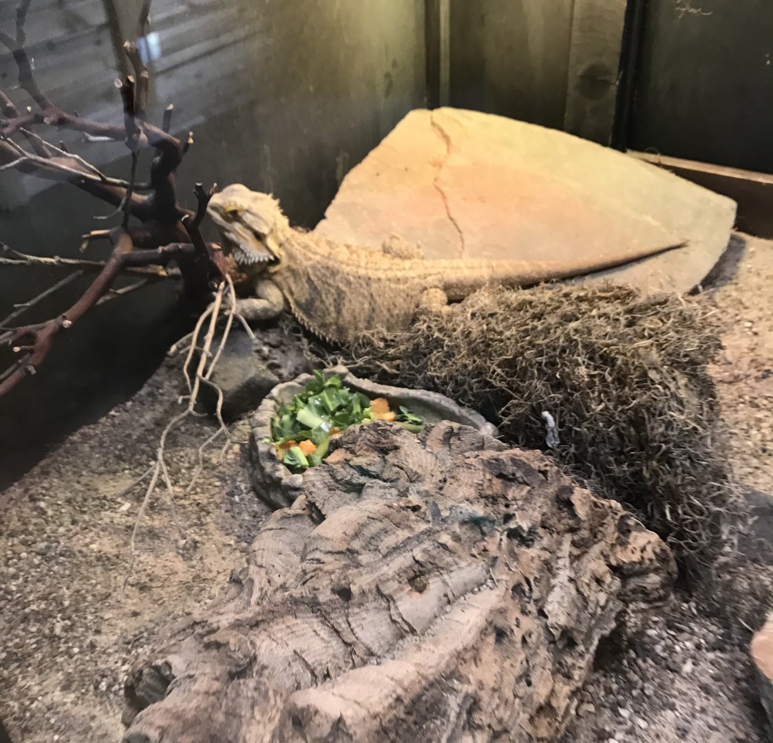 Griggs learning Center- bearded dragon