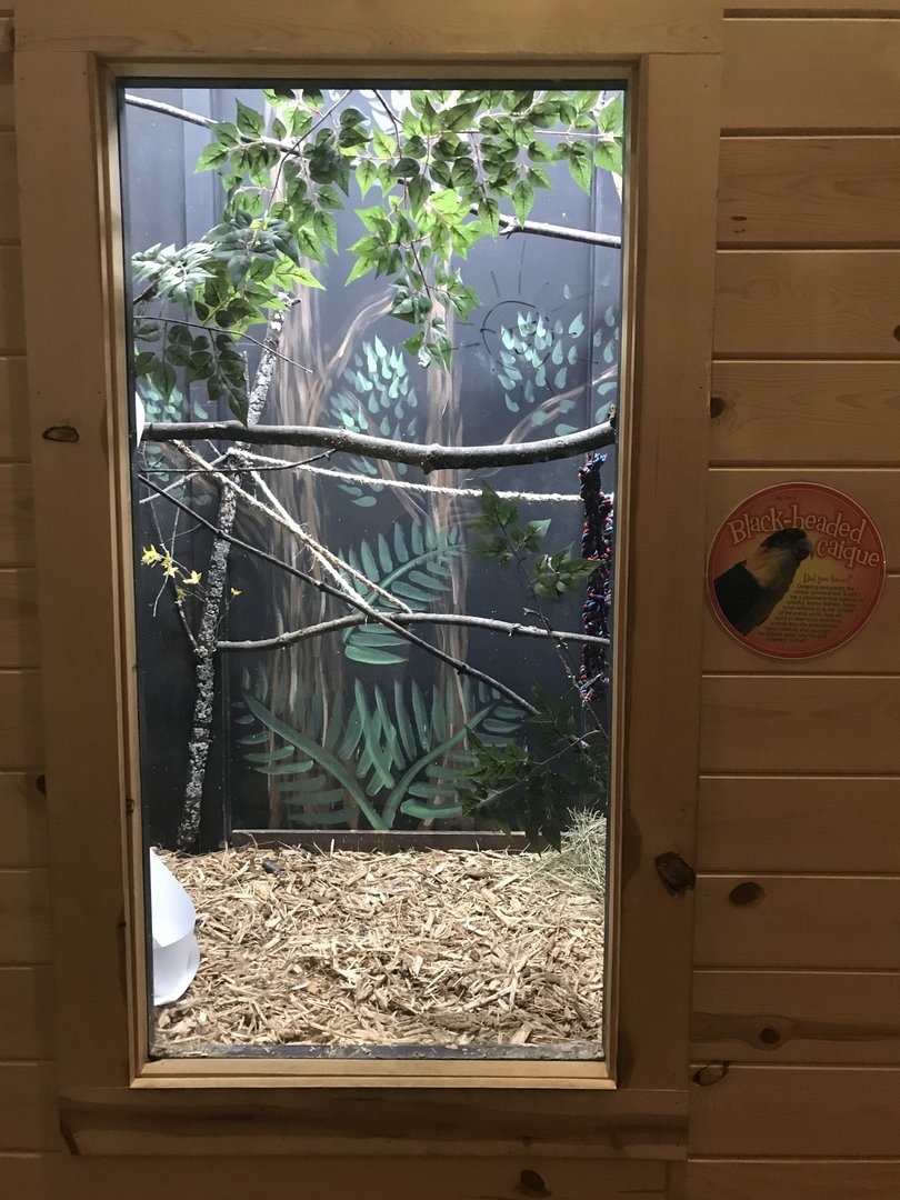 Griggs Learning Center - Black-Headed Cacique Exhibit