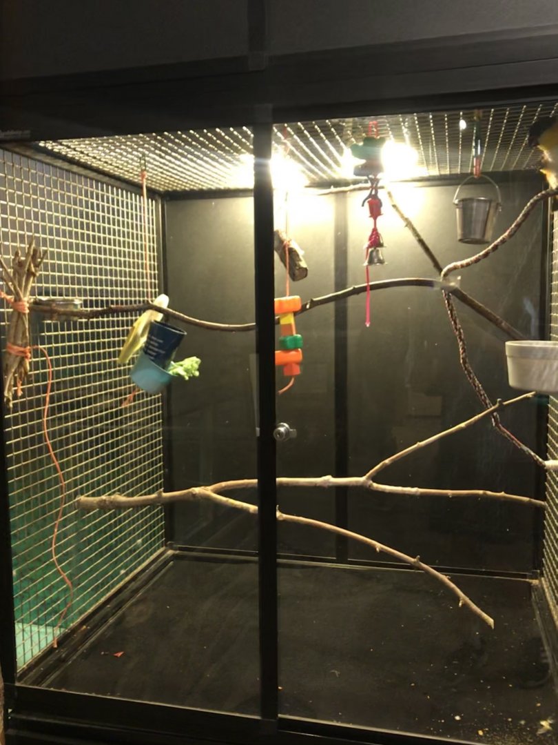 Griggs learning Center- black-headed caquie cage