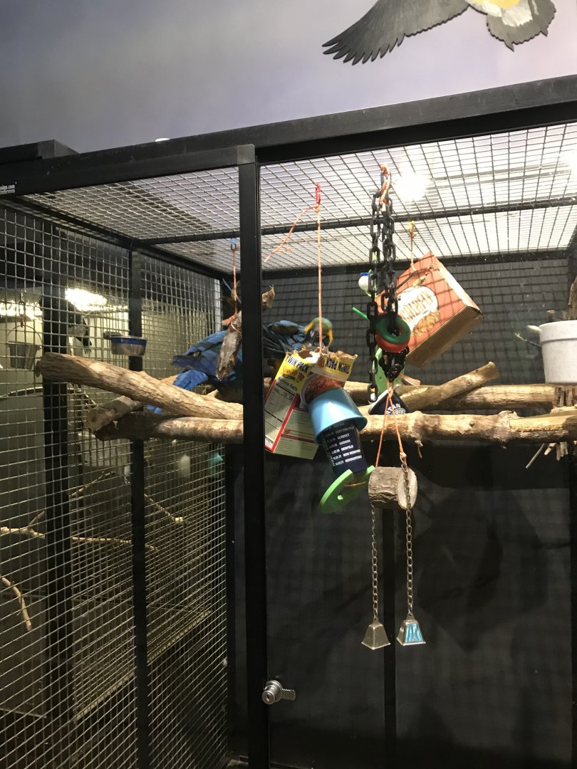 Griggs learning Center- blue & gold macaw cage