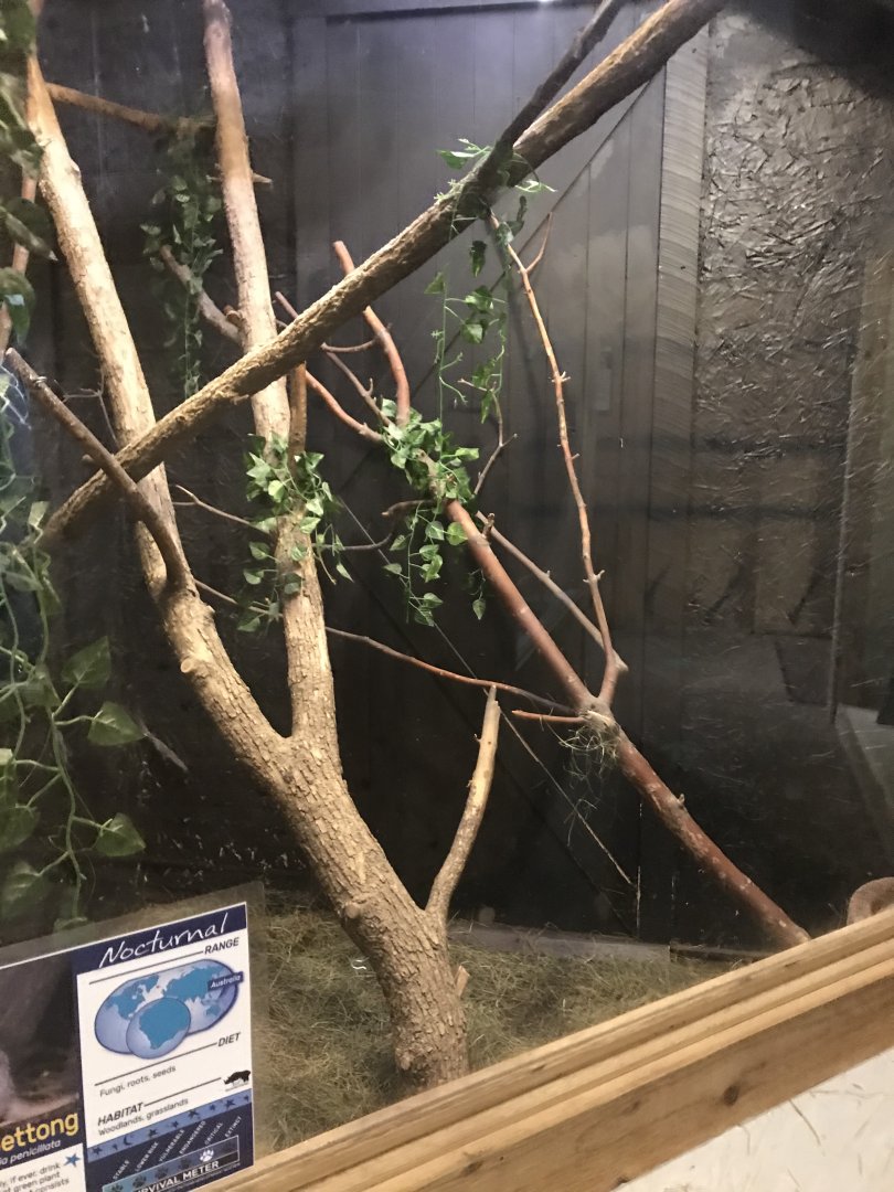 Griggs learning Center- brush-tailed bettong exhibit
