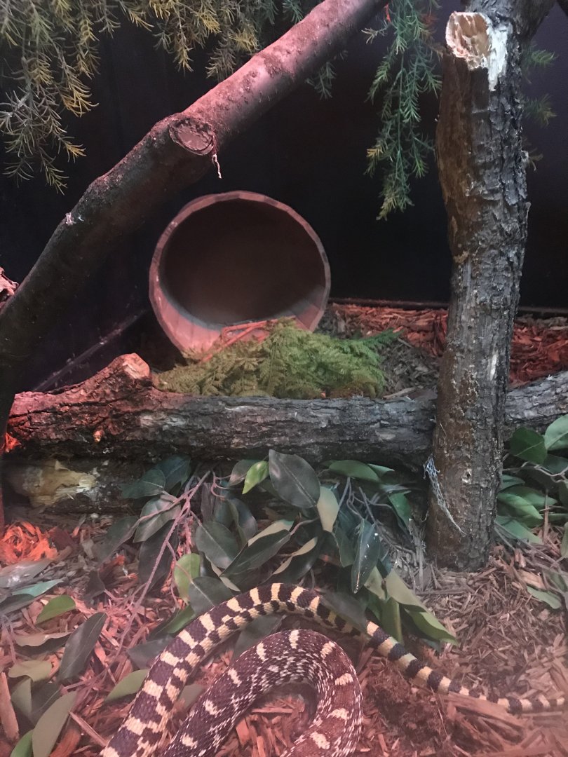 Griggs learning Center- bull snake exhibit