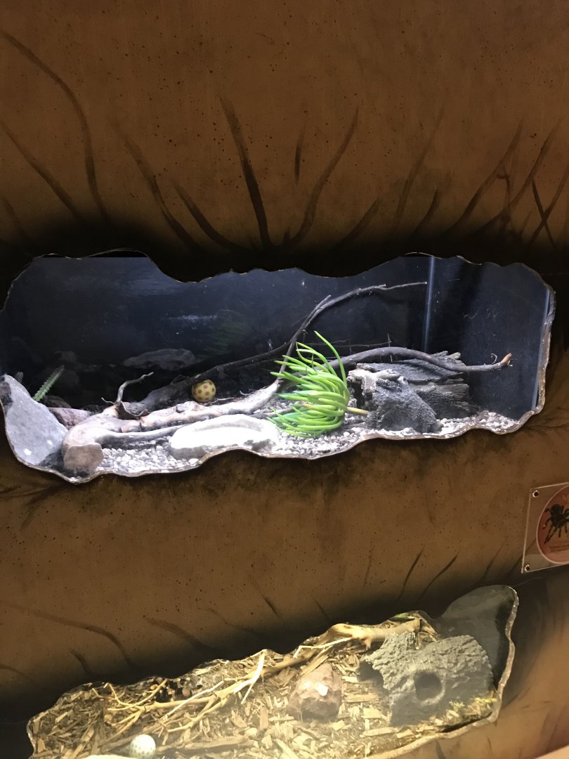 Griggs learning Center- Chilean rose-haired tarantula terrarium