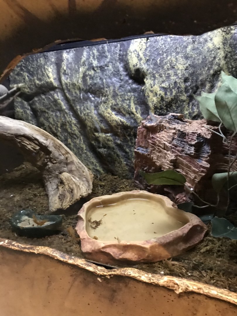 Griggs learning Center- crested gecko terrarium