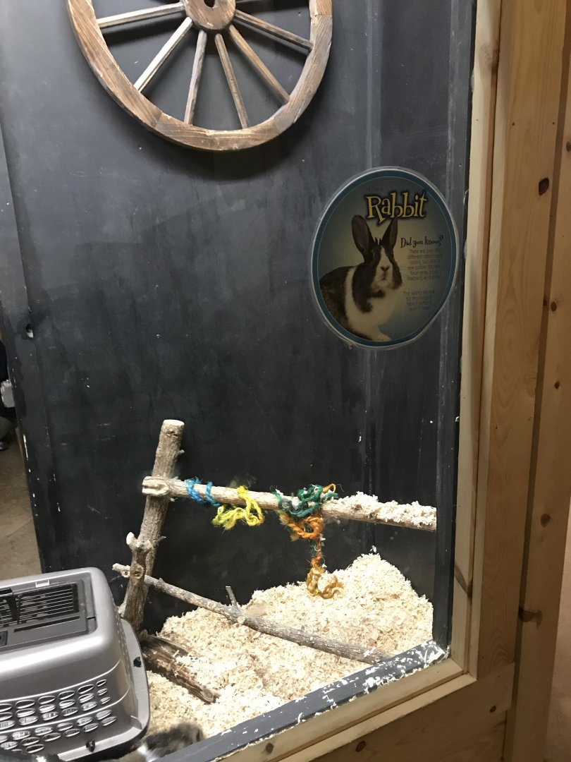Griggs learning Center- domestic rabbit exhibit