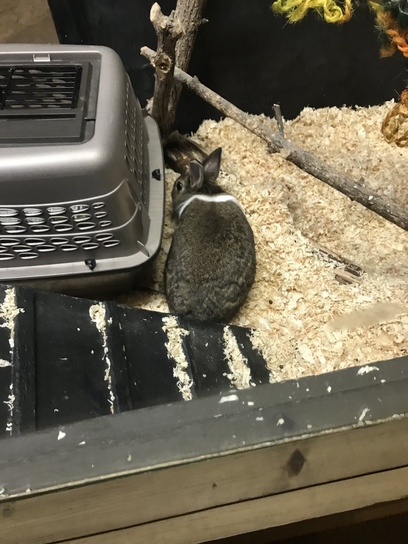 Griggs learning Center- domestic rabbit