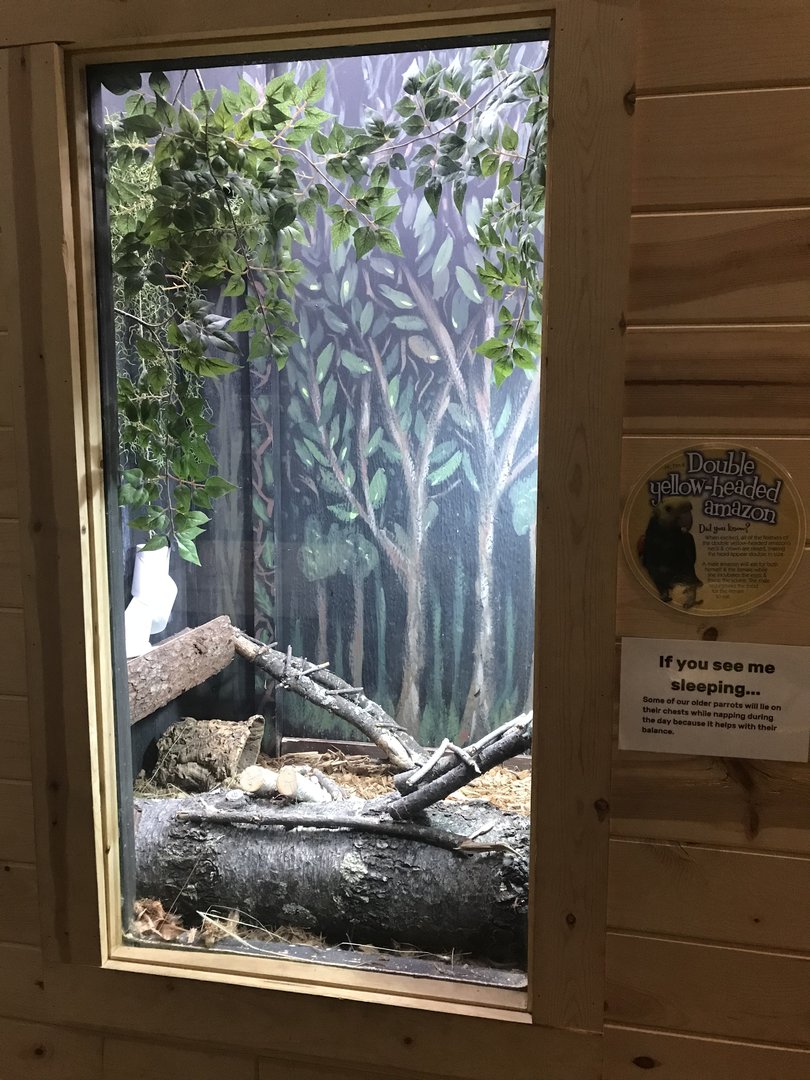 Griggs Learning Center - Double Yellow-Headed Amazon Exhibit