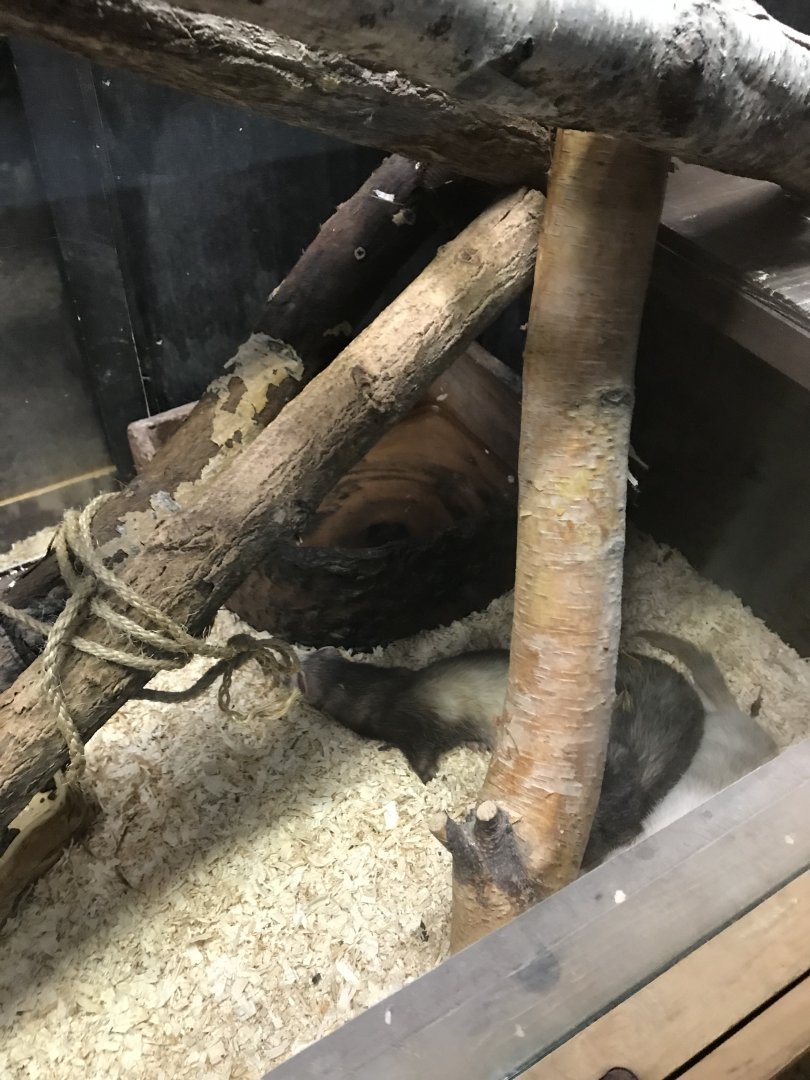 Griggs learning Center- ferret exhibit