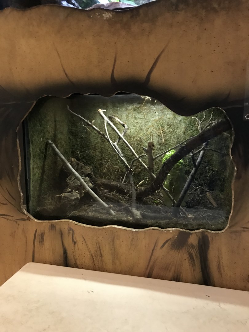 Griggs learning Center- giant stick insect terrarium