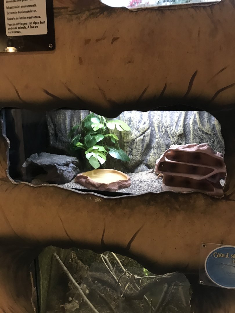 Griggs learning Center- leopard gecko terrarium