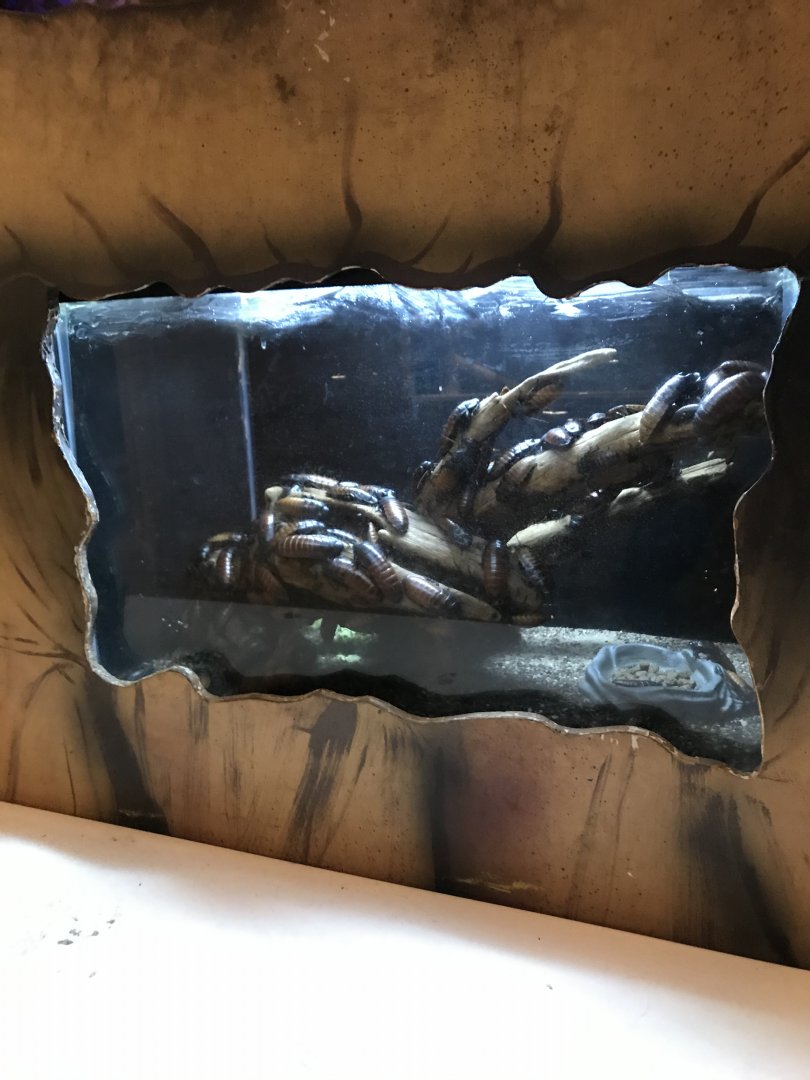 Griggs learning Center- Madagascar hissing cockroach terrarium