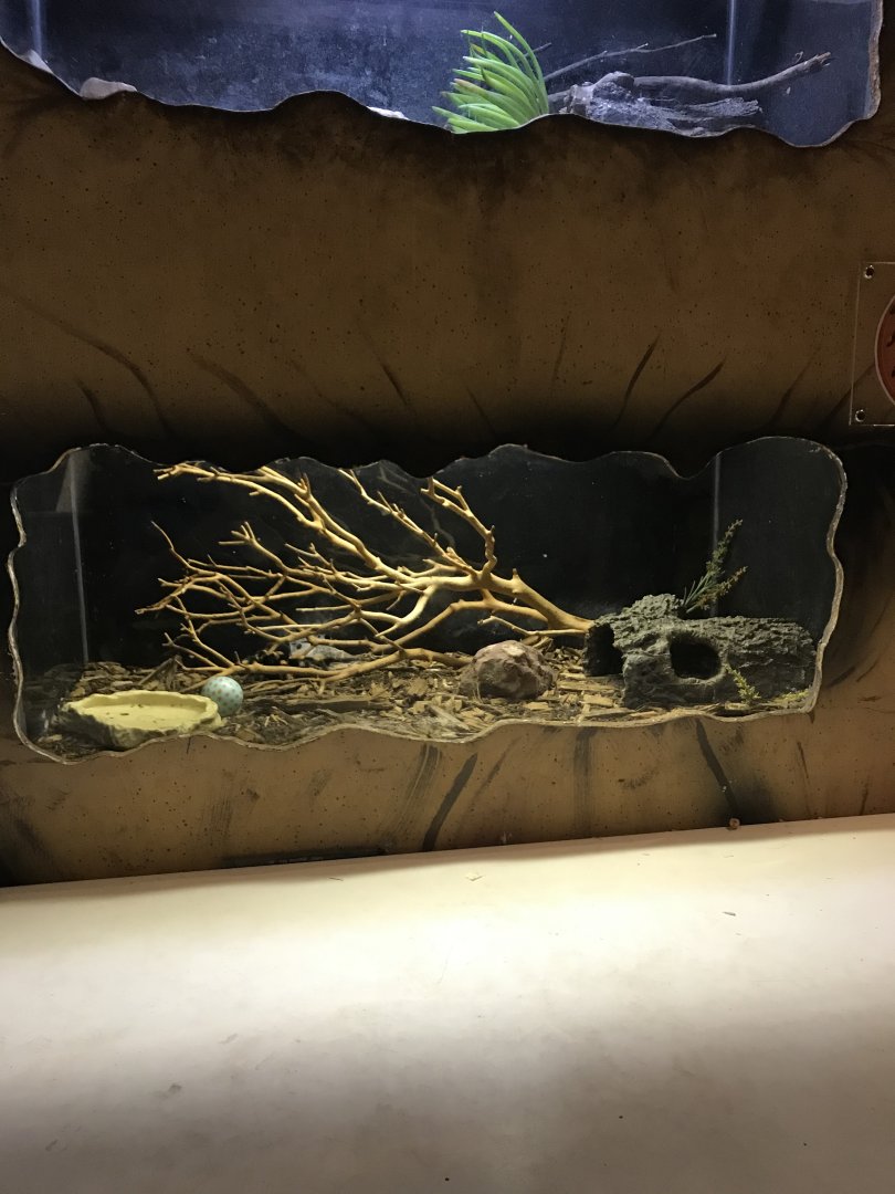 Griggs learning Center- Mexican red-knee tarantula terrarium