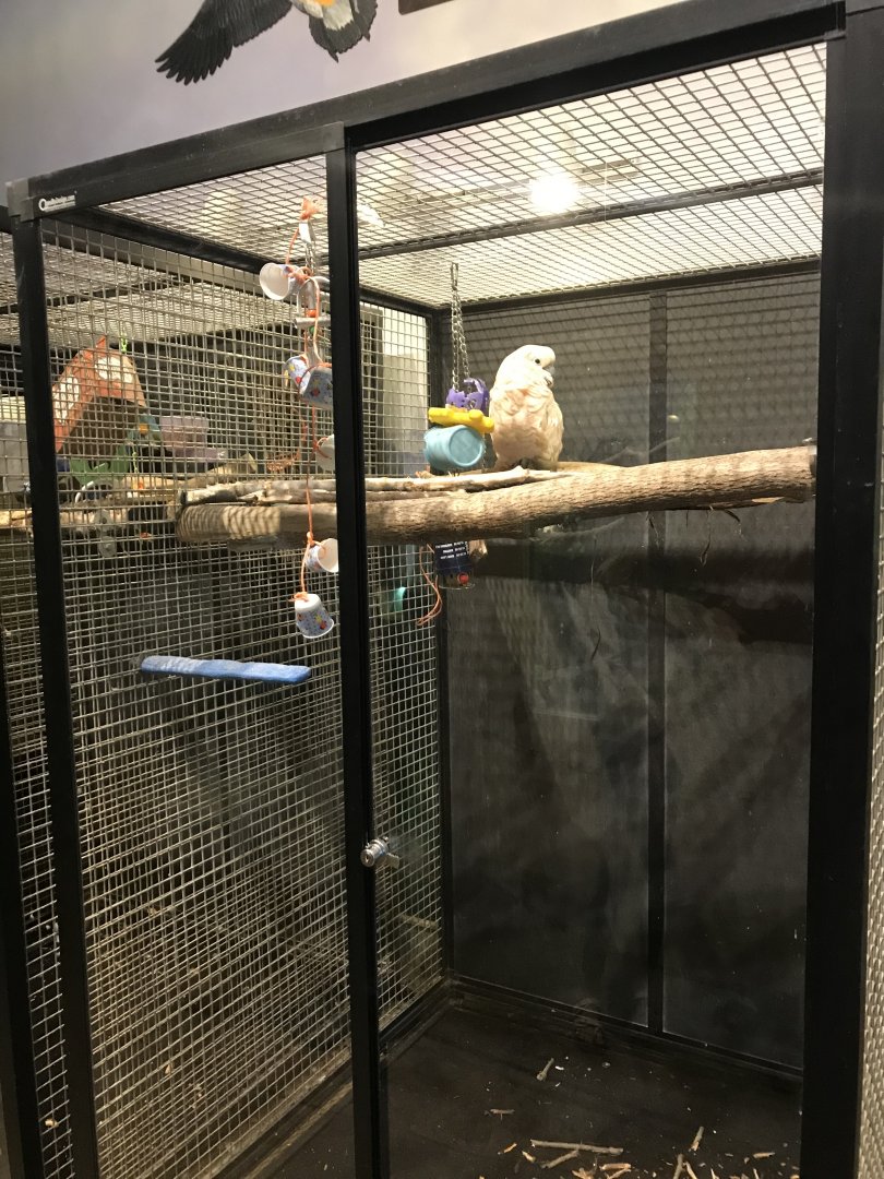 Griggs learning Center- Moluccan cockatoo cage