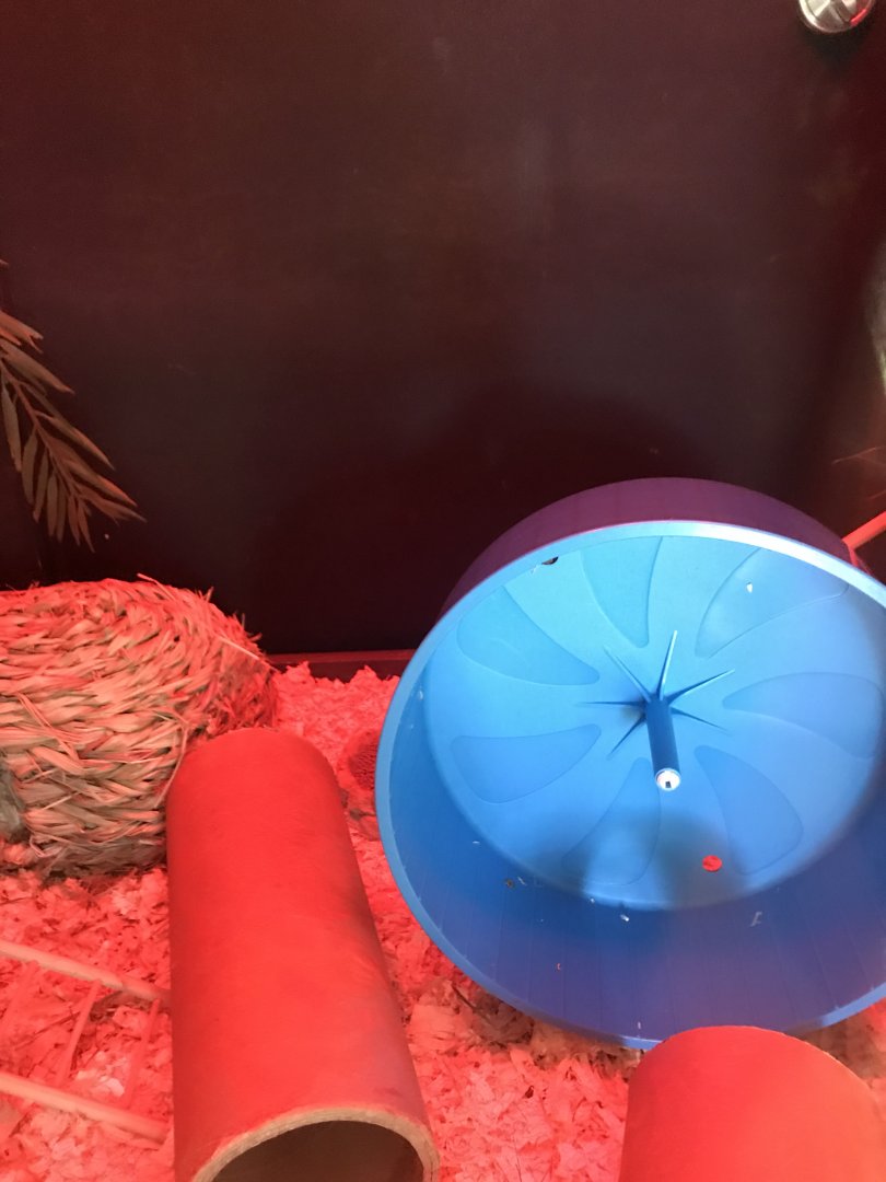 Griggs learning Center- part of African Pygmy hedgehog exhibit