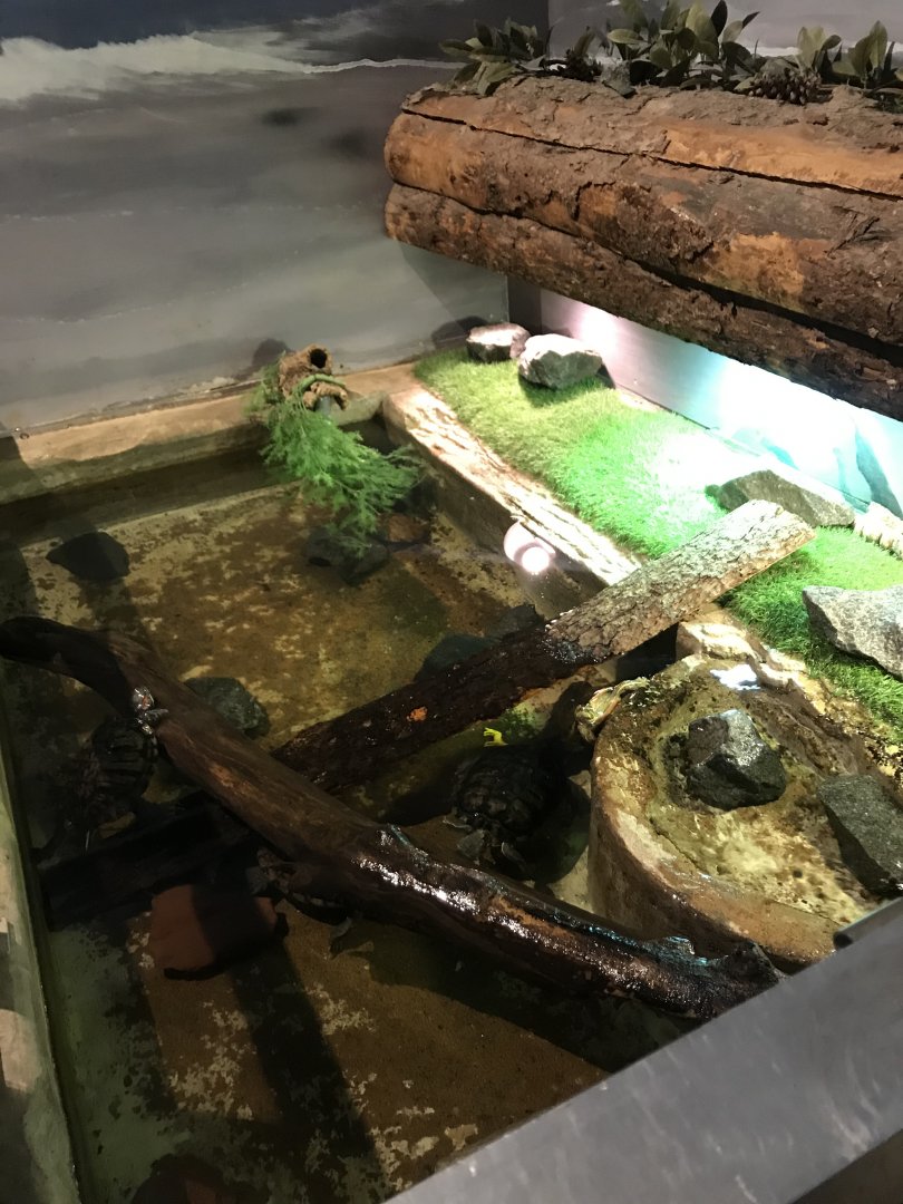 Griggs learning Center- red-eared slider & painted turtle exhibit
