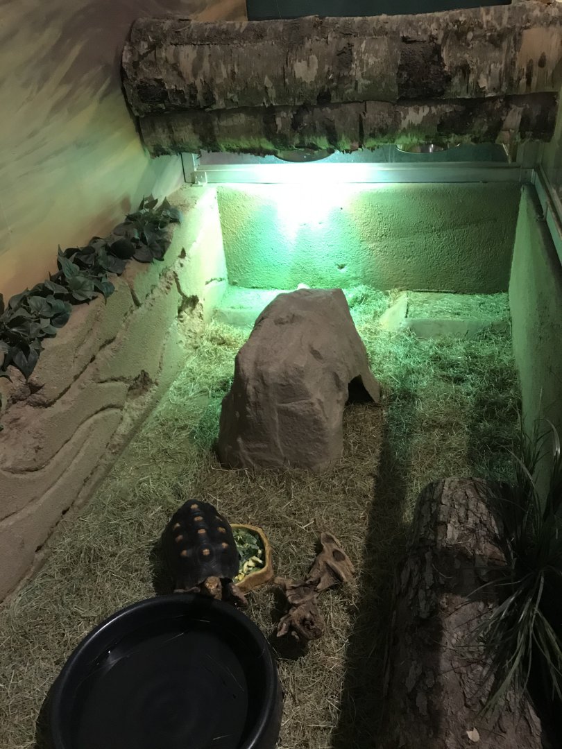 Griggs learning Center- red-footed tortoise exhibit