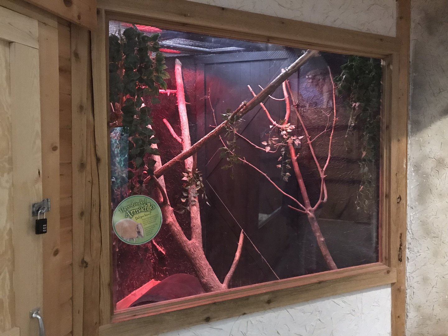 Griggs Learning Center - Southern Three-Banded Armadillo Exhibit