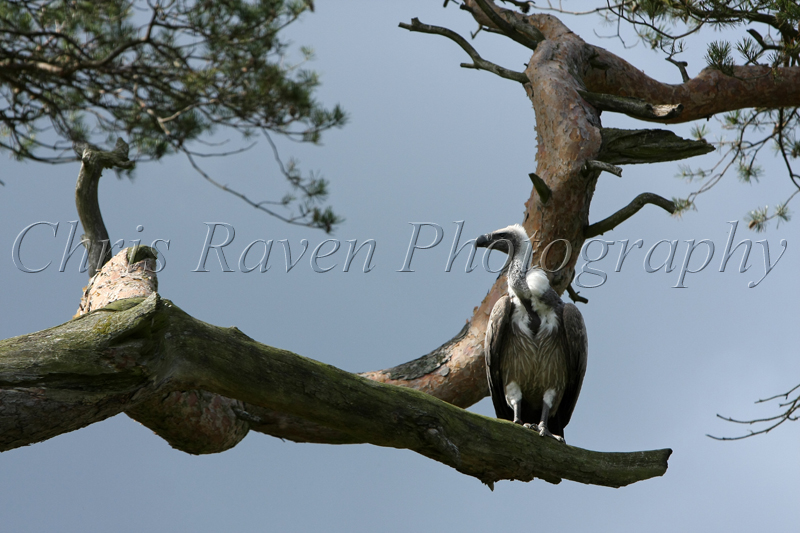 Grim - Female White-Back Griffin Vulture