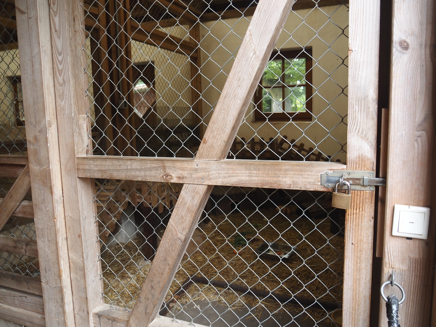 Grimberger Hof farm area - Domestic guinea pig indoor exhibit, 2024-08-05