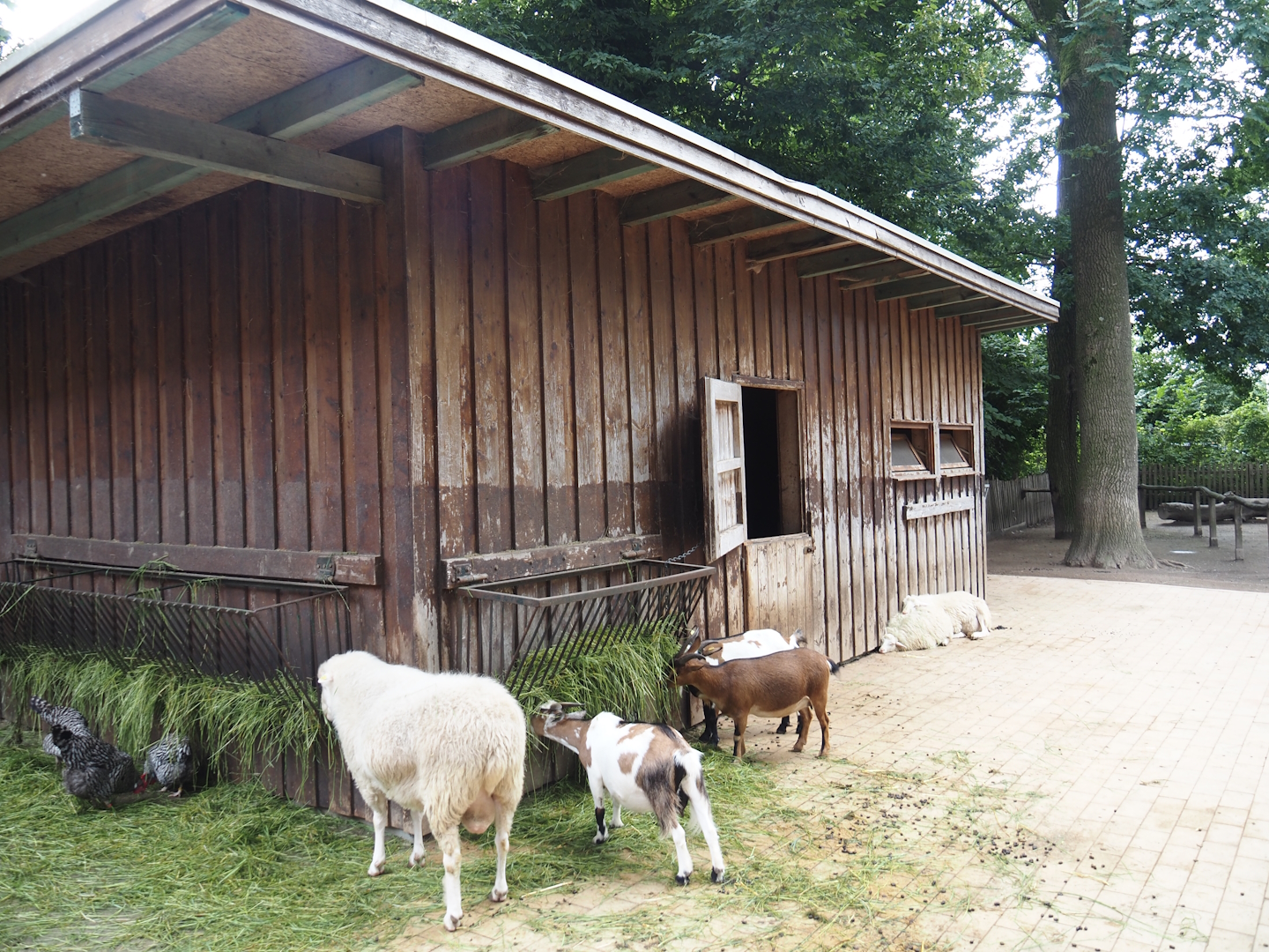 Grimberger Hof farm area - Goat and sheep barn, 2024-08-05