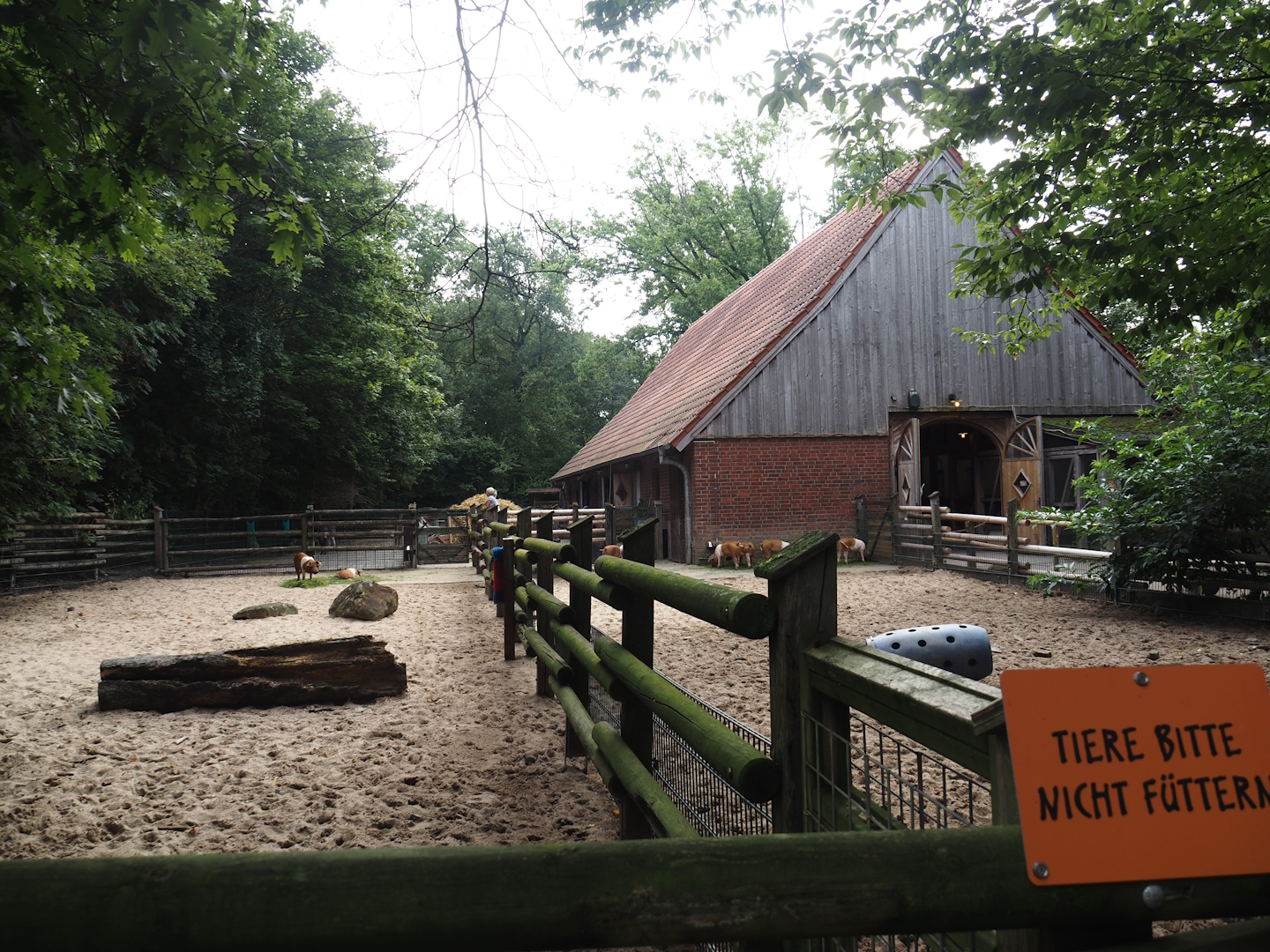 Grimberger Hof farm area -Husumer red pied pig paddocks and stable , 2024-08-05