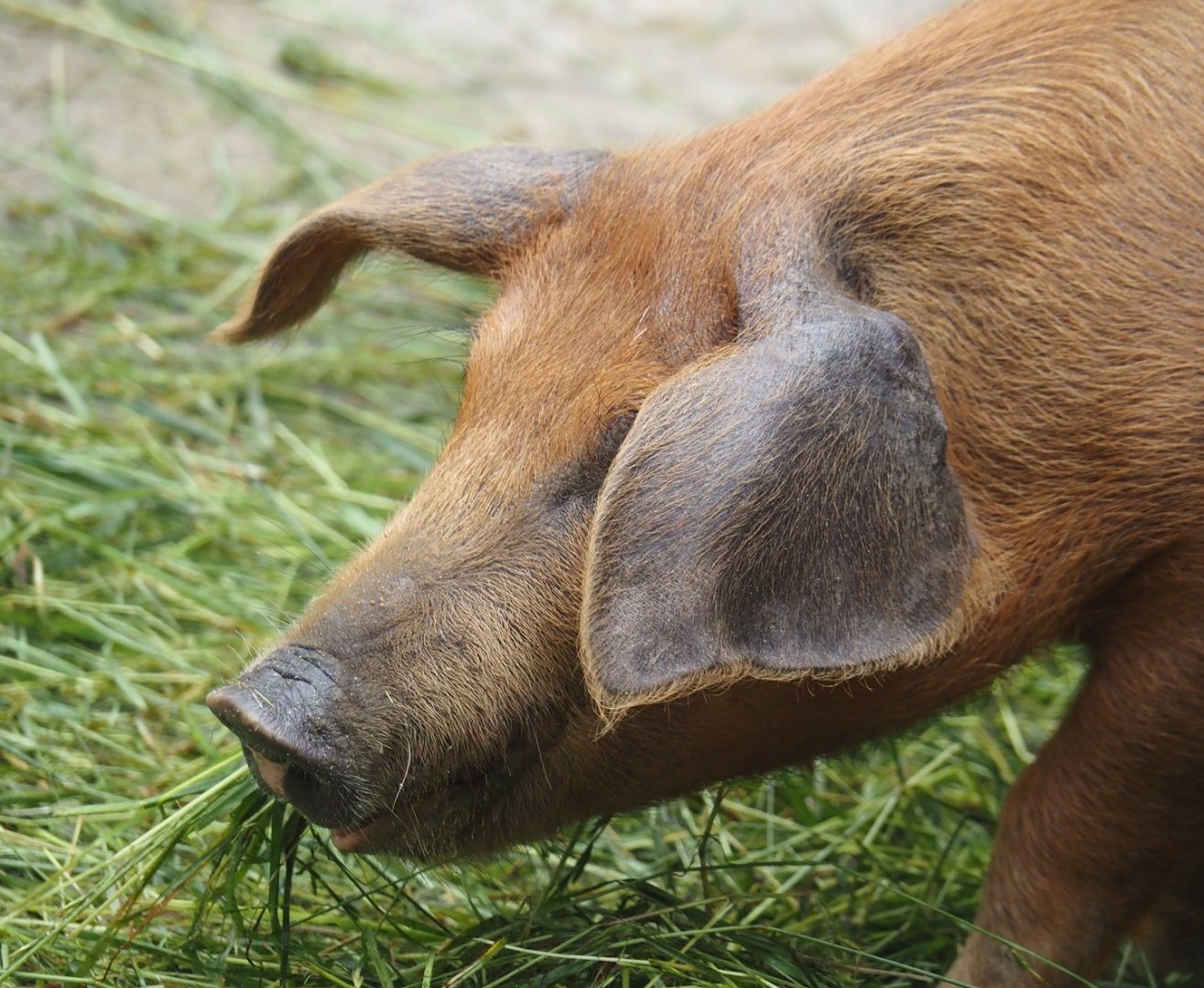 Grimberger Hof farm area - Husumer red pied pig (Sus domesticus), 2024-08-05