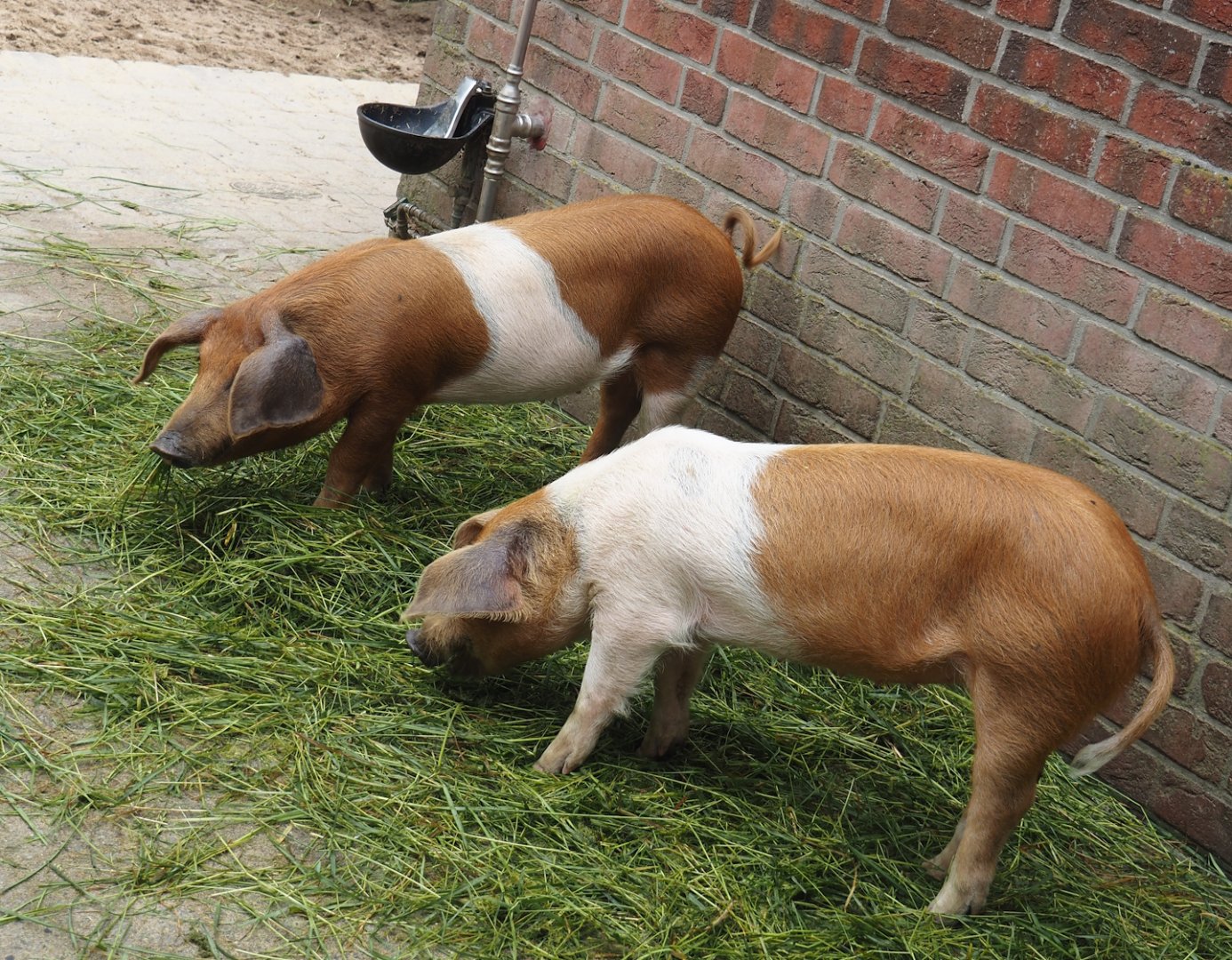 Grimberger Hof farm area - Husumer red pied pigs (Sus domesticus), 2024-08-05