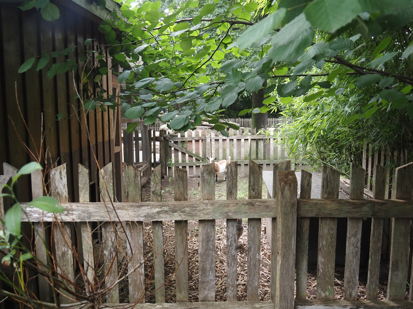 Grimberger Hof farm area - Petting zoo separation paddock, 2024-08-05
