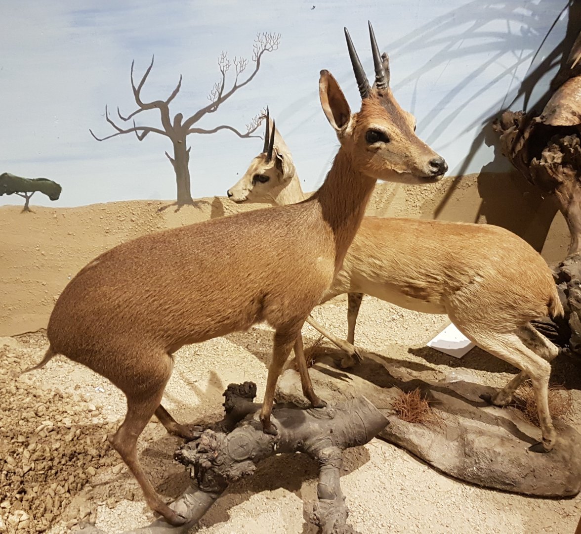 Grimm's duiker-specimens