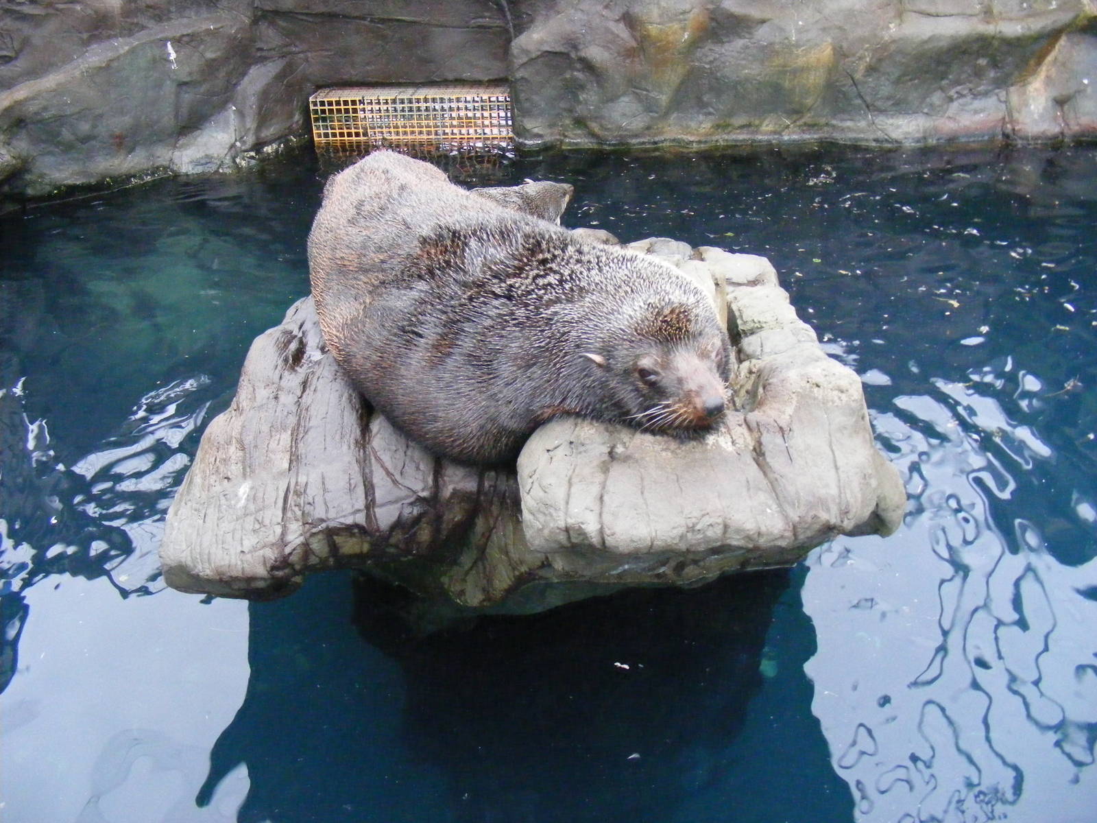 Gringo and Tunanta the South American fur seals at Living Coasts, 28 Decemb