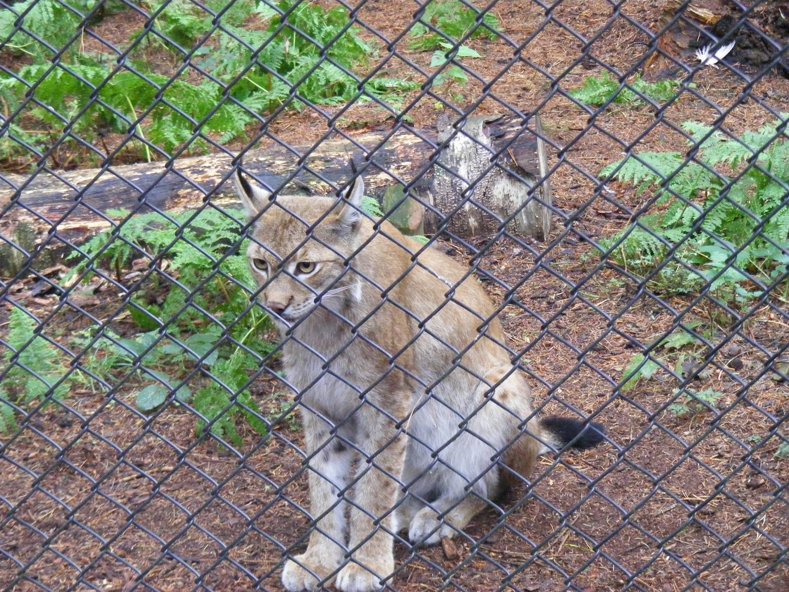 Grishkin the Eurasian lynx at New Forest Wildlife Park, 21 August 2010