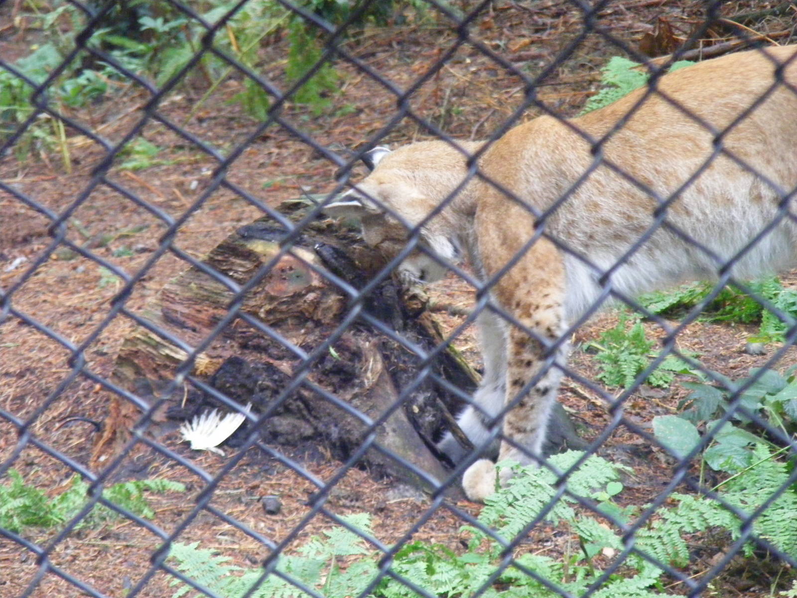 Grishkin the Eurasian lynx at New Forest Wildlife Park, 21 August 2010