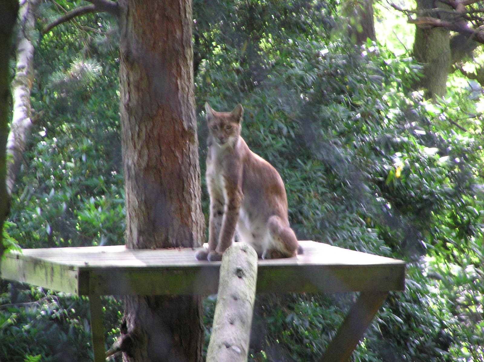 Grishkin the Eurasian Lynx
