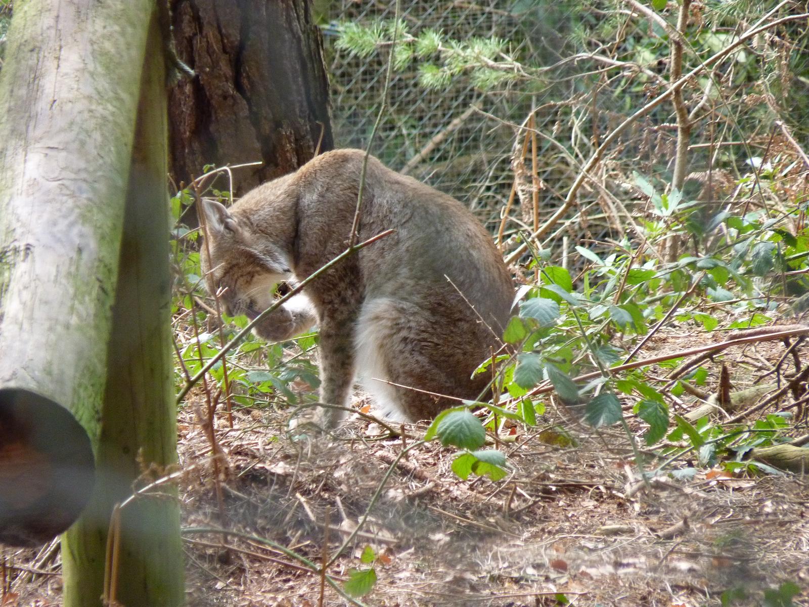 Grishkin the Eurasian Lynx