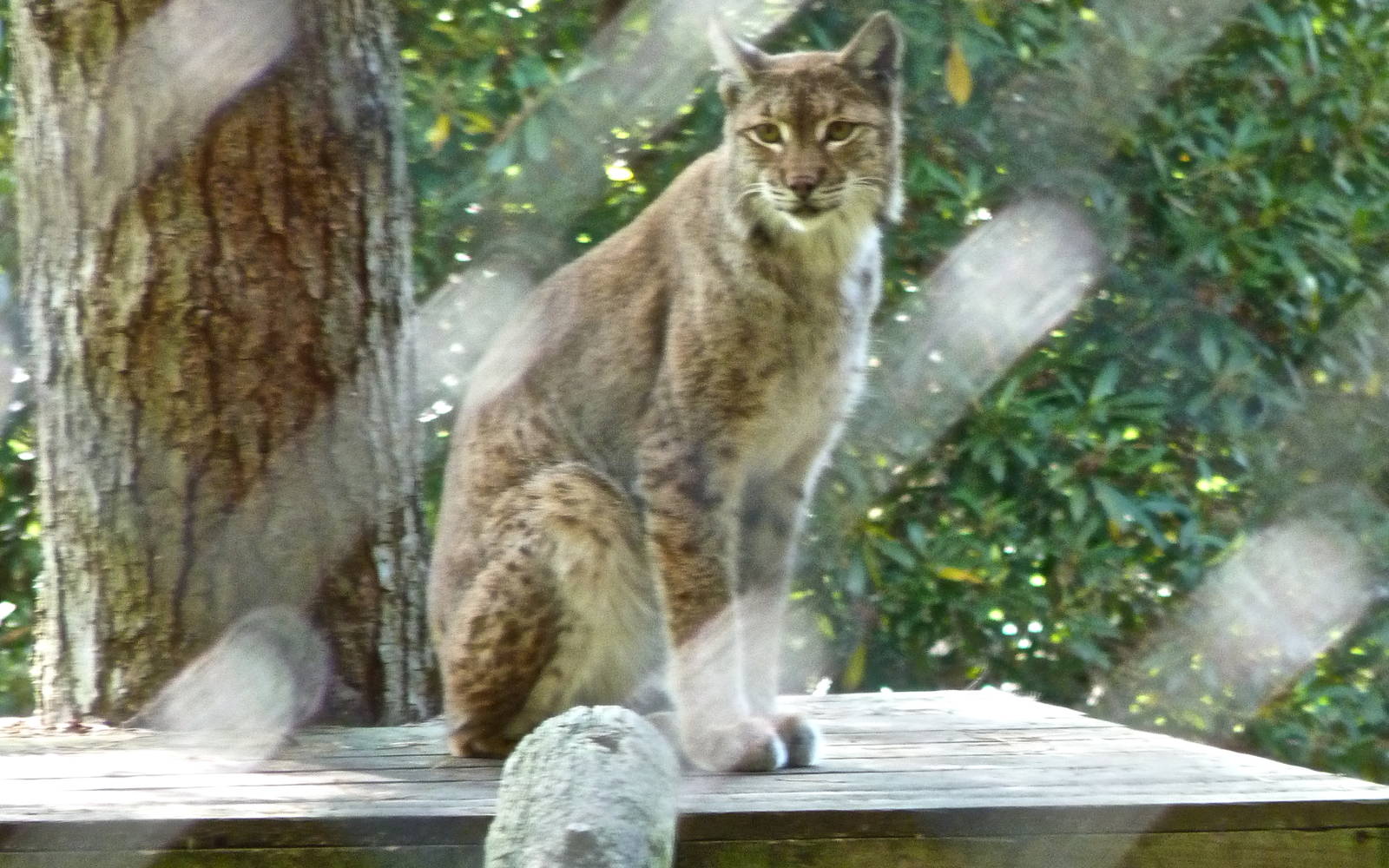 Grishkin the European Lynx