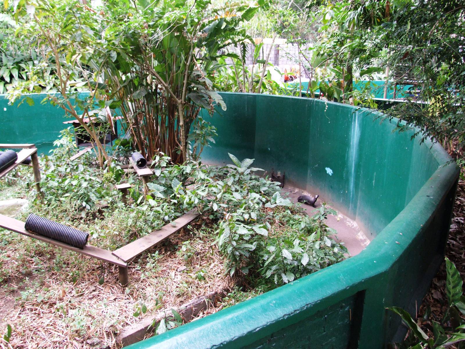 Grison Enclosure at Zoo Simon Bolivar, 12/04/14