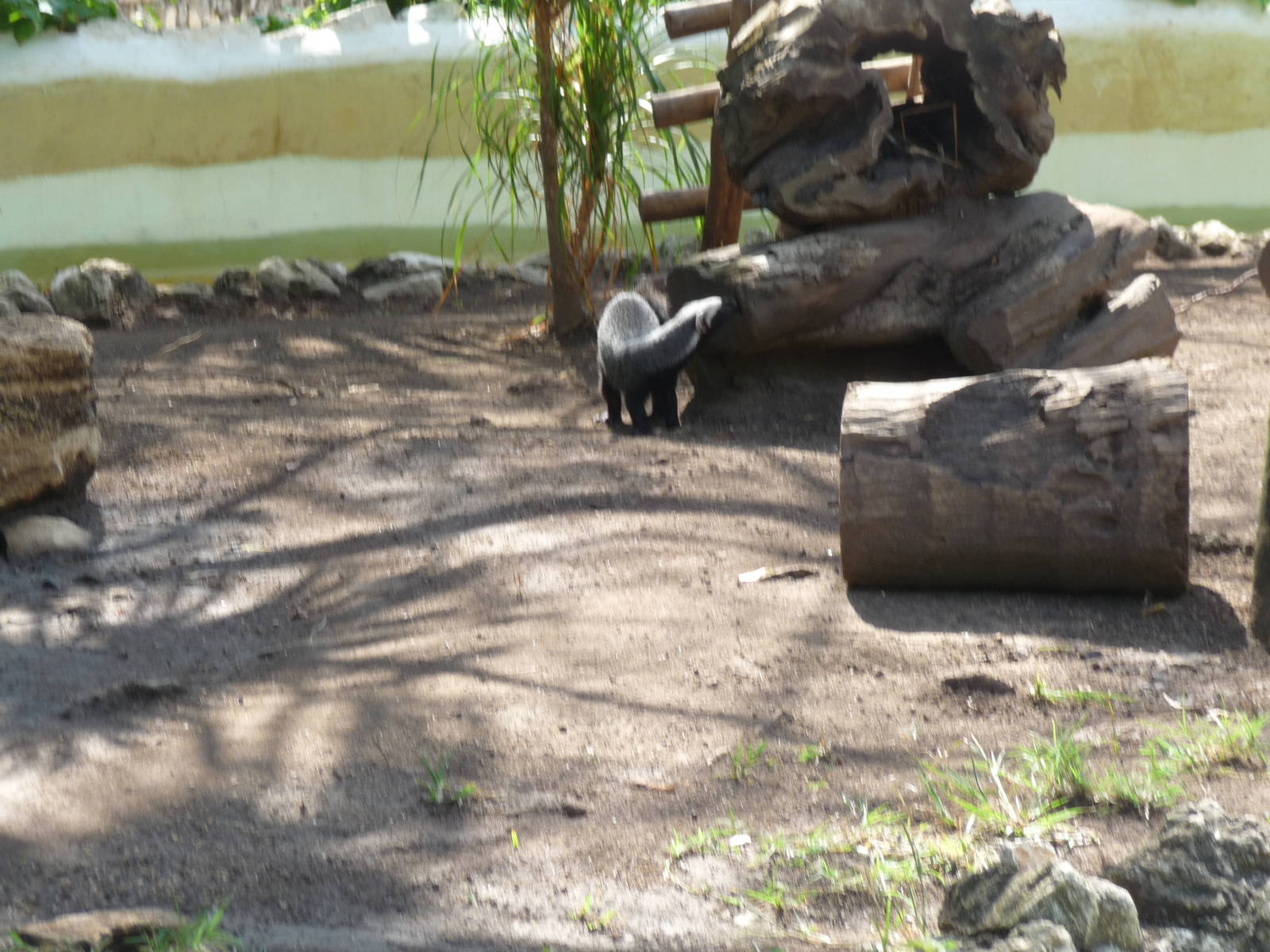 grison exhibit xcaret park