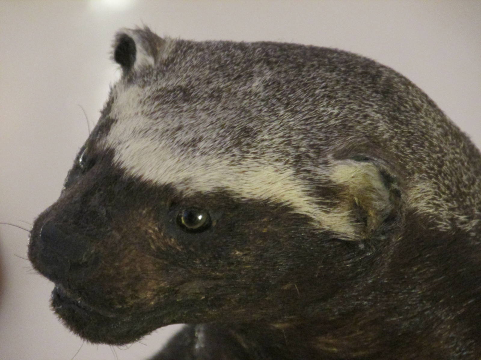 grison museo de historia natural