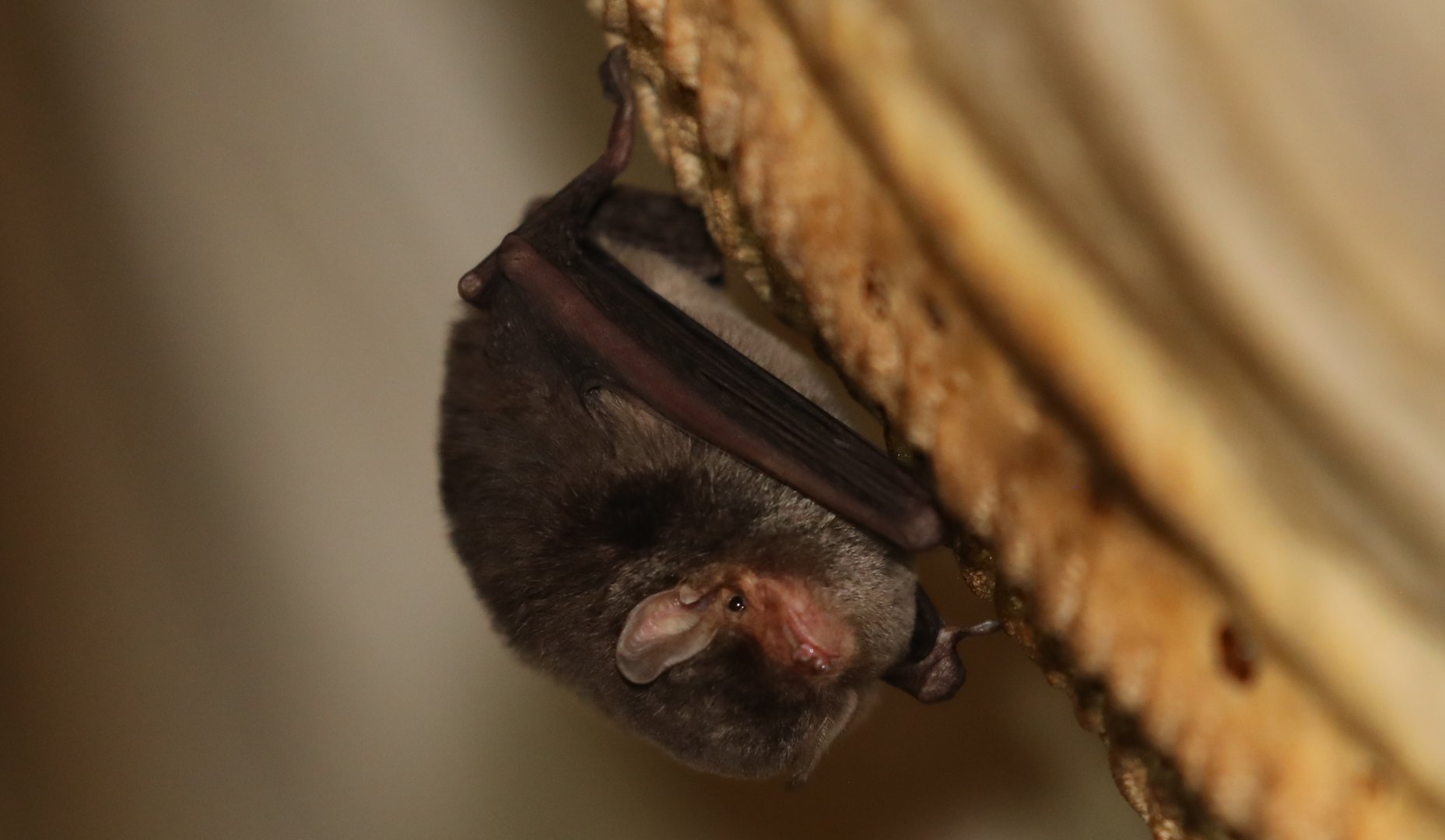 Griveaud's Long-fingered Bat (Miniopterus griveaudi)