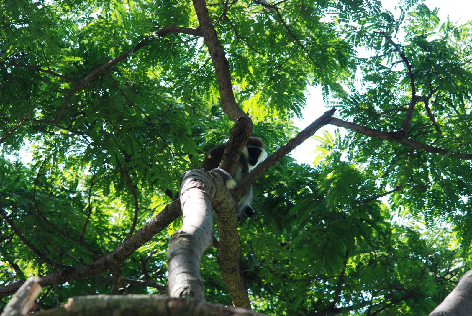 Grivet at Bishangari Lodge, 14/10/14