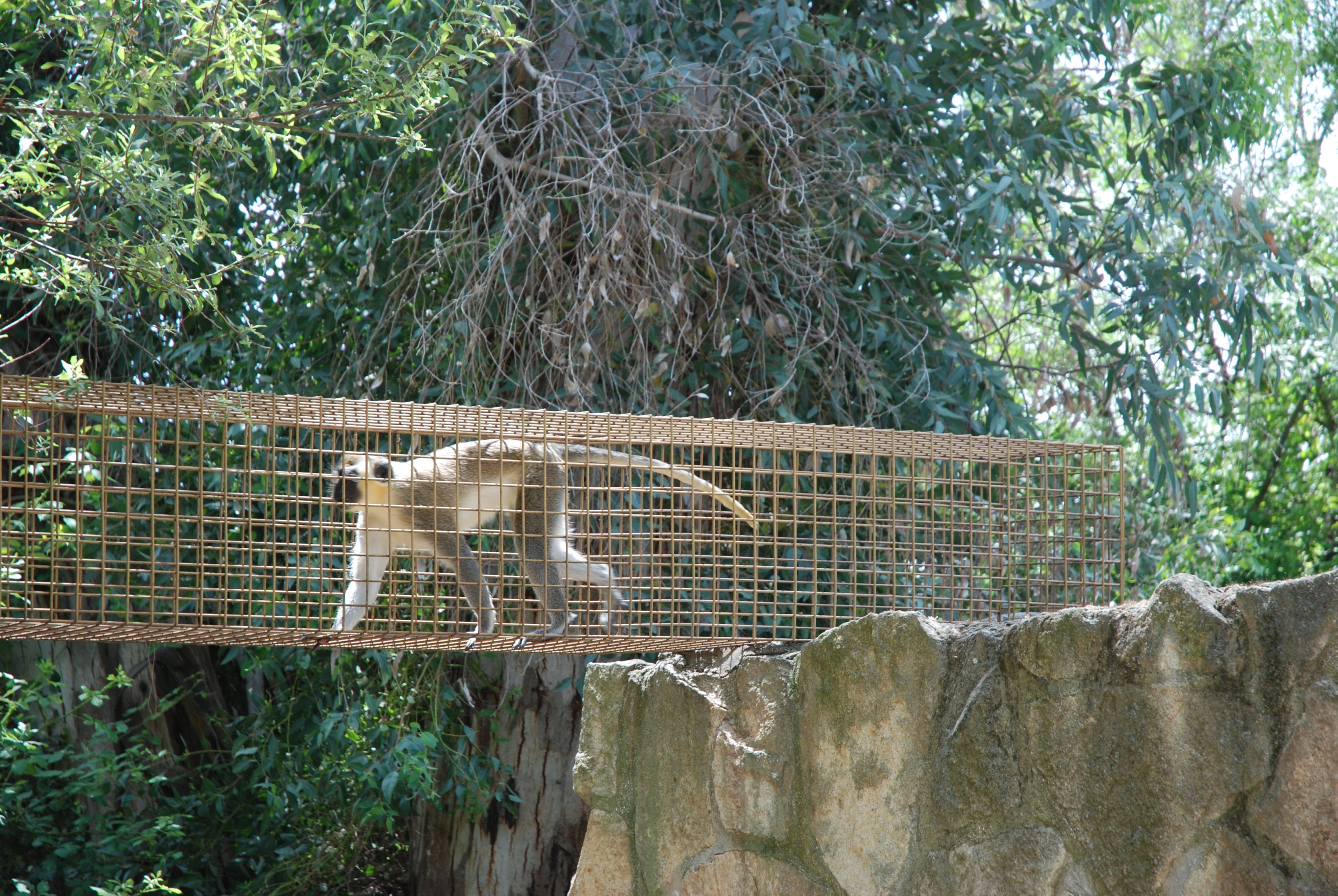 Grivet at Safari Madrid, 19th May 2022