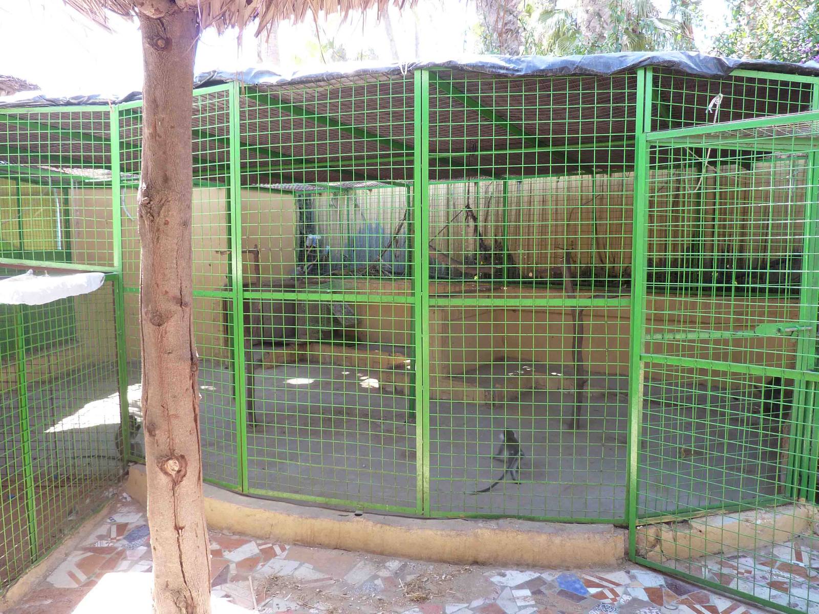 Grivet cage, April 2013.